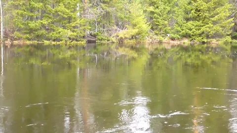 River in the forest. Vidéo 82316971