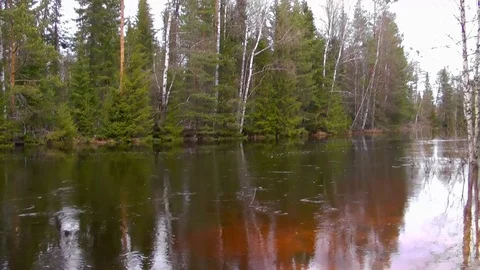 River in the forest. Vidéo 82316985