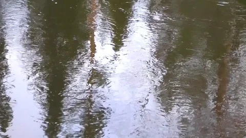 River in the forest. Vidéo 82317165