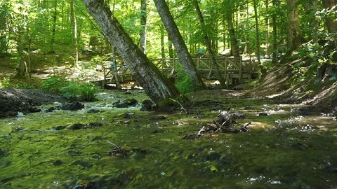 River in forest Stock Footage 92853493