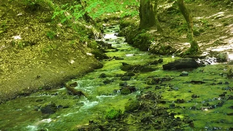 River in forest Stock Footage 92853646