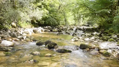 River in Forest Stock Footage 93782537
