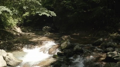 A River In The forest. Stock Footage 110772769