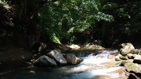A River In The forest. Stock Footage 110772772