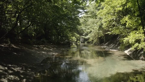 A River In The forest. Stock Footage 110772880