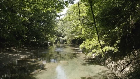 A River In The forest. Stock Footage 110773479