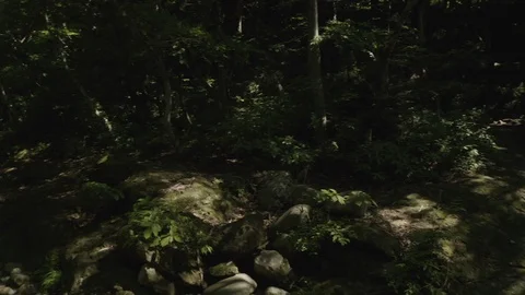 A River In The forest. Stock Footage 110773671