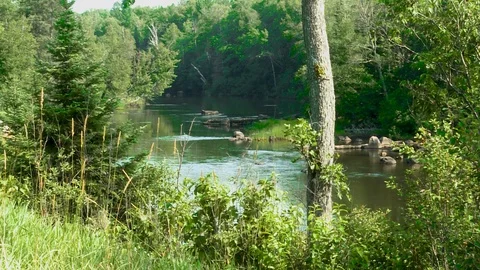 A River in the Forest Stock Footage 115272039