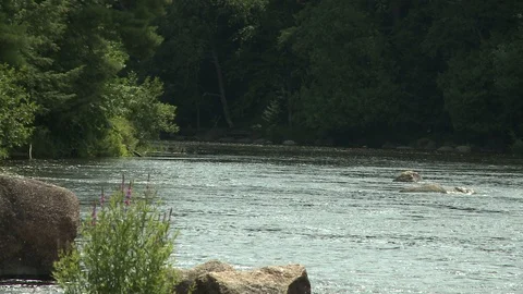 River in the Forest Stock Footage 115280024