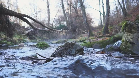 River in the forest Stock Footage 121623196