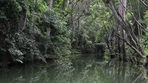 River in a forest Stock Footage 131345246