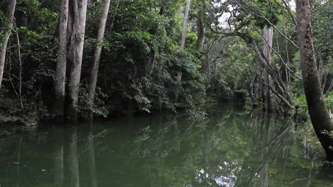 River in a forest Stock Footage 131345262