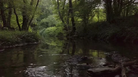 River in the forest Stock Footage 136054007