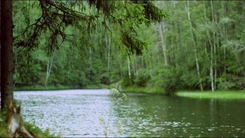 River in the forest Stock Footage 136359639