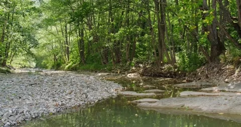 River in the forest Stock Footage 137649462