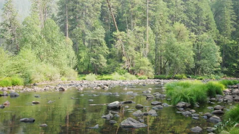 River with forest Stock Footage 138322738