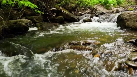 River in the forest	 Stock Footage 149320708