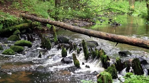 River in the forest Stock Footage 149760322
