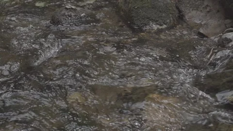 RIVER IN THE FOREST Video stock 151876572