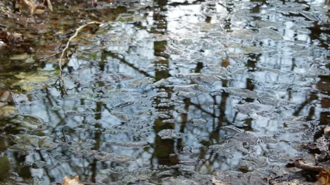 River in the forest 库存影片 153382902