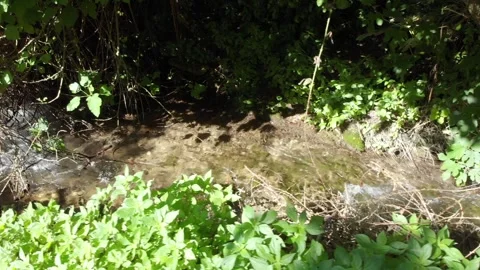 River in forest Vidéo 154394198