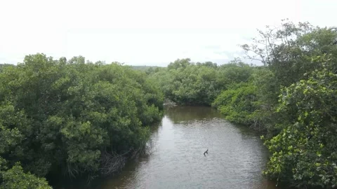 RIVER FOREST Stock Footage 157237487