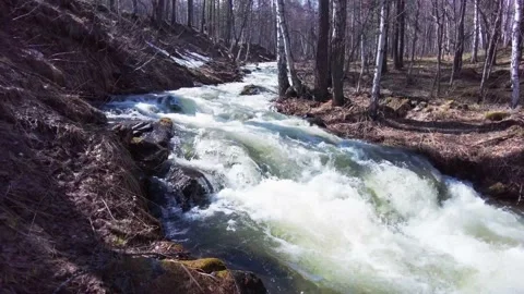River in the forest Stock Footage 157392309