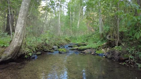 River in the forest 動画素材 159664026