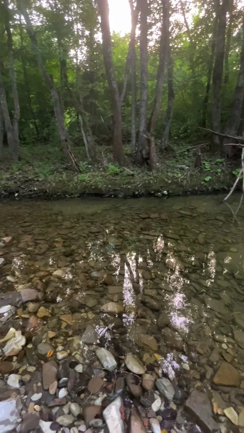 River in the forest Stock Footage 160342720