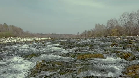 River in the forest Stock Footage 203761236