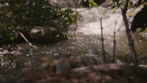 River in the forest Stock Footage 204871641