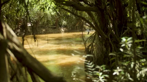 River in forest Stock Footage 205861755