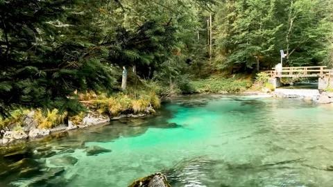 River in the forest Stock Footage 225926134