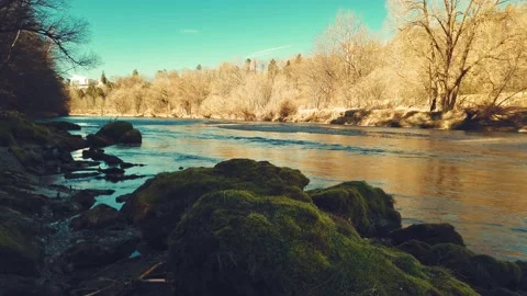 River in the forest 스톡 동영상 229539965