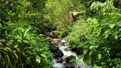 River in the forest Stock Footage 236911961
