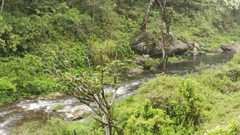 River in the Forest Video stock 238682782