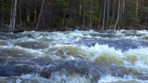 River in the forest.  Stock Footage 241533205
