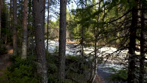 River in the forest Stock Footage 241533427