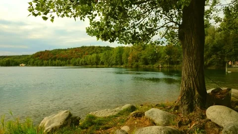 River in the forest Video stock 244494851