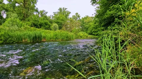 River in the forest Stock Footage 246455081
