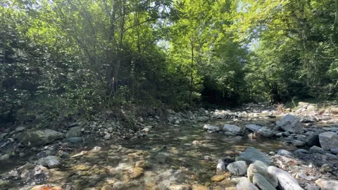 River in the forest Video stock 246694366
