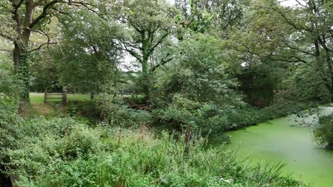 River in the forest Stock Footage 249016706