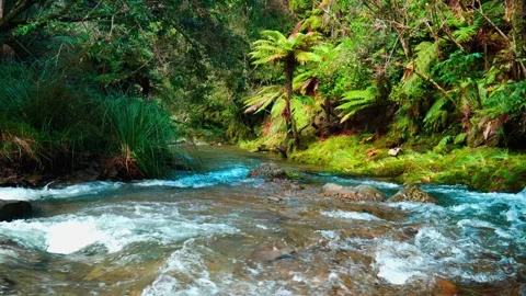 River in Forest 스톡 동영상 251500833