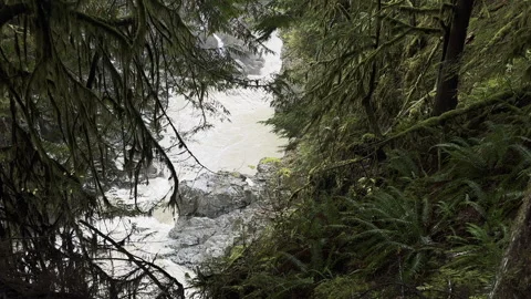 River in a forest Stock Footage 256936173