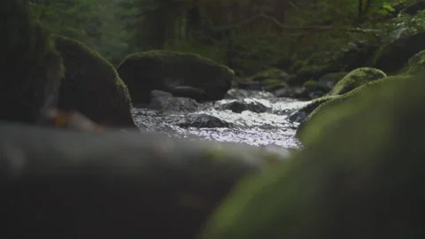 River in Forest Stock Footage 261300065