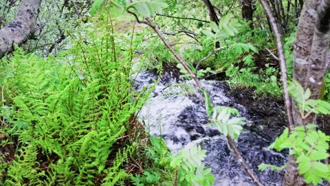 River in forest Stock Footage 285600313