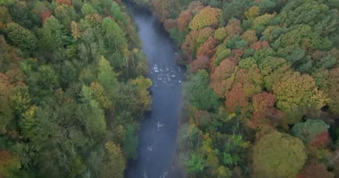 River in a forest Video stock 289572609