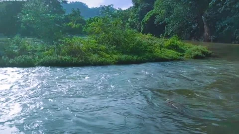 The River &amp; forest Vídeos de archivo 294277106