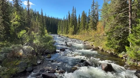 River in the forest Stock Footage 301713885