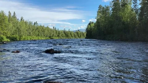 River in the forest Stock Footage 302297835